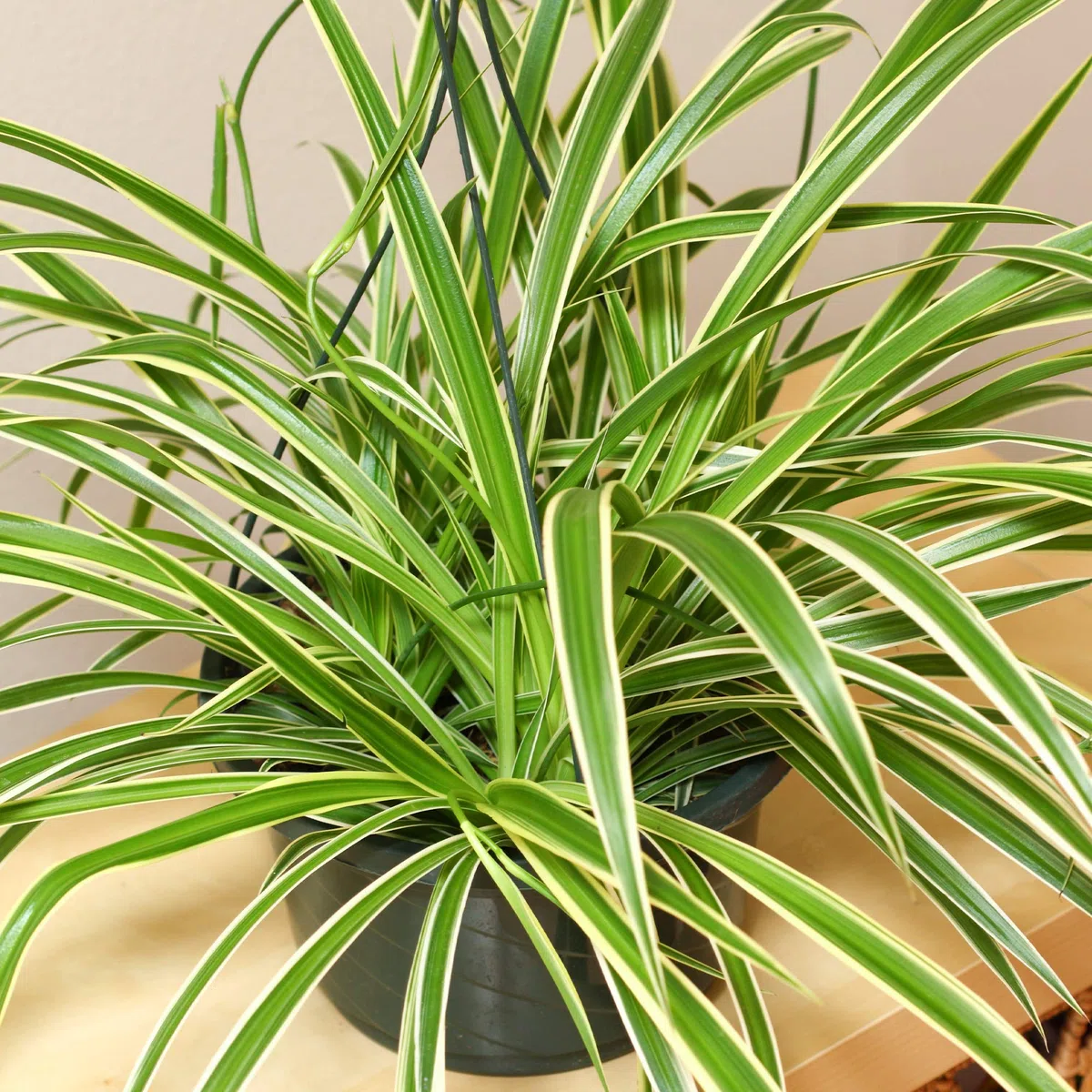 Chlorophytum Variegatum de Qualité Supérieure | Plante Araignée au Feuillage Persistant en Pot