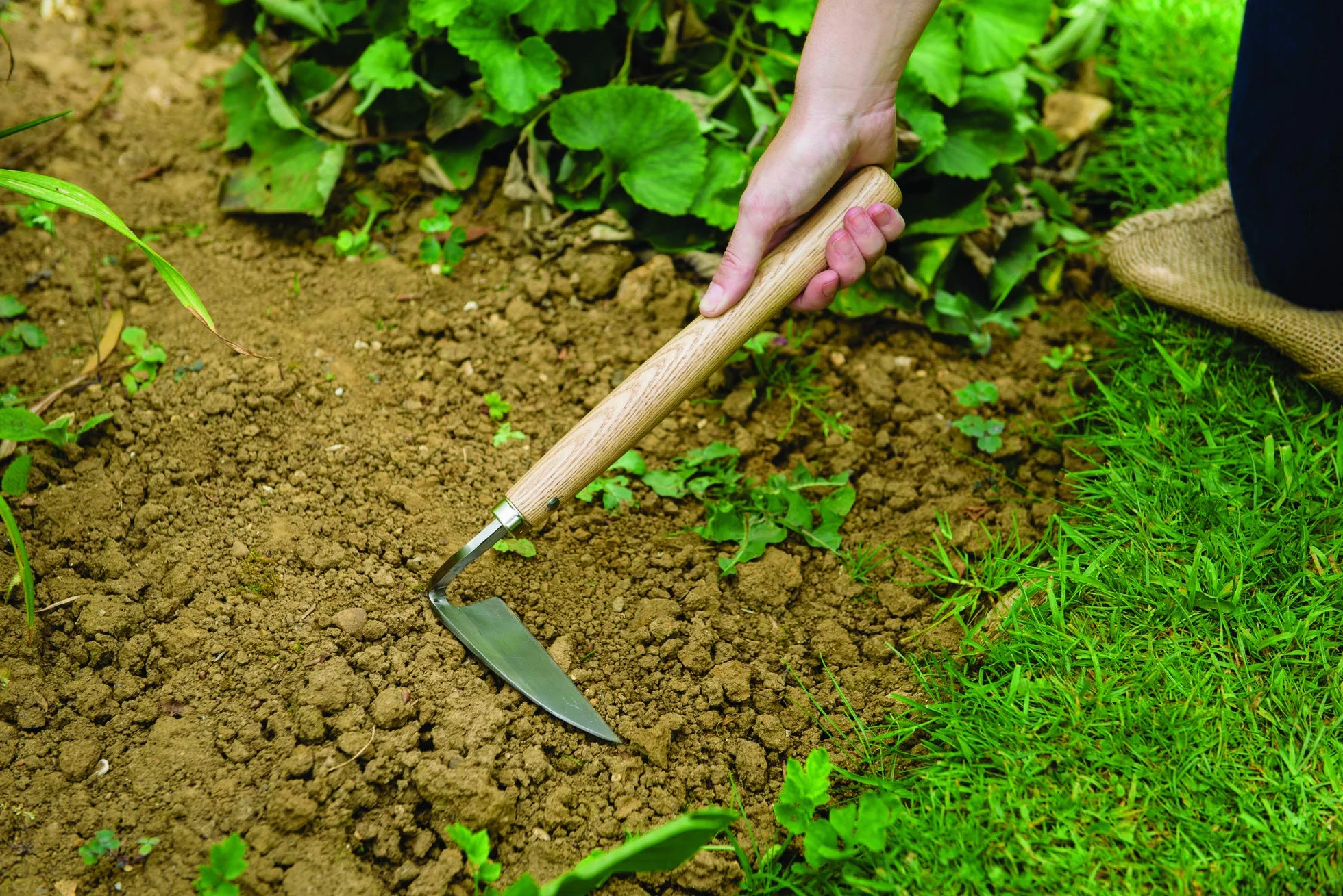 Kent & Stowe rasette de Jardin – Binette à Main en INOX pour Lutter Contre Les Mauvaises Herbes, houe avec Manche en frêne, Longueur : 32 cm