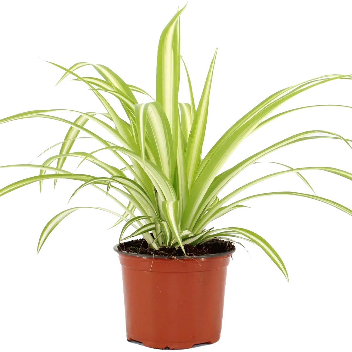 Chlorophytum Variegatum de Qualité Supérieure | Plante Araignée au Feuillage Persistant en Pot
