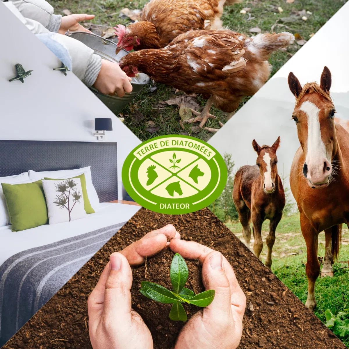 TERRE DE DIATOMEES DIATEOR - Seau de 1,3Kg de Terre de Diatomée Grade Alimentaire - 100% Naturelle, Non Calcinée - Poudre Blanche Extra Fine - Fabriquée en France