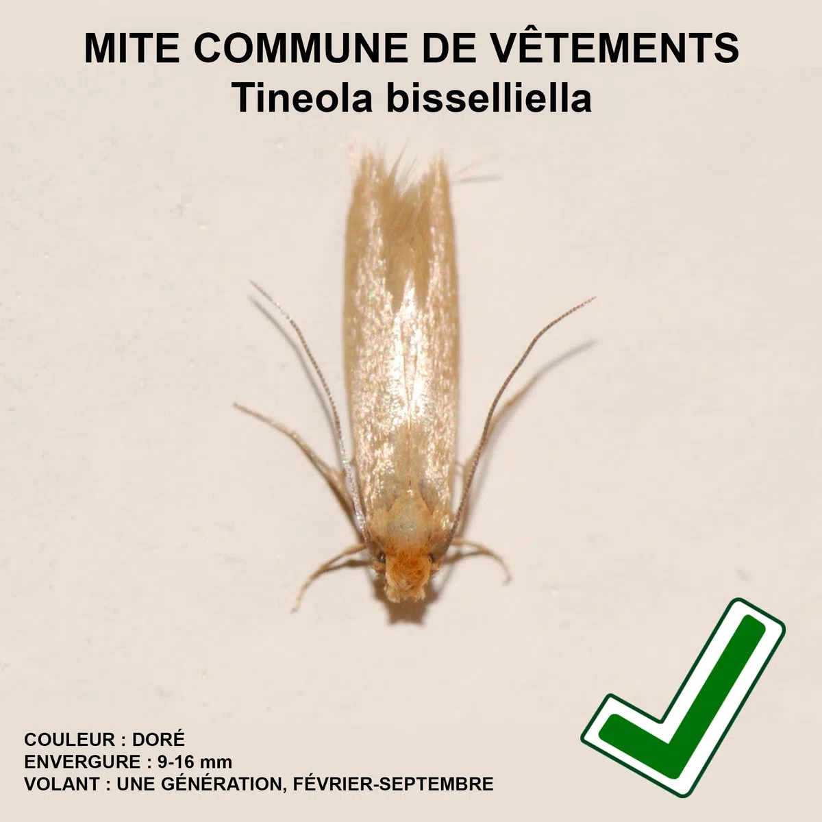 EntopeTraitement antimites Entopest | 10 recharges et 5 Supports réutilisables | Traitement antimites pour garderobe | Bandes antimites | Pastilles adhésives antimites | Pièges à Mites à phéromones