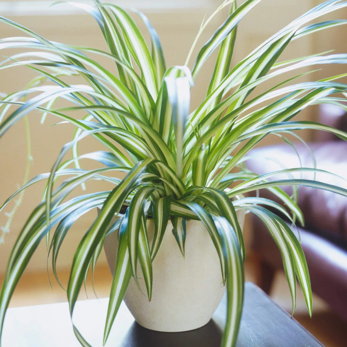 Chlorophytum Variegatum de Qualité Supérieure | Plante Araignée au Feuillage Persistant en Pot