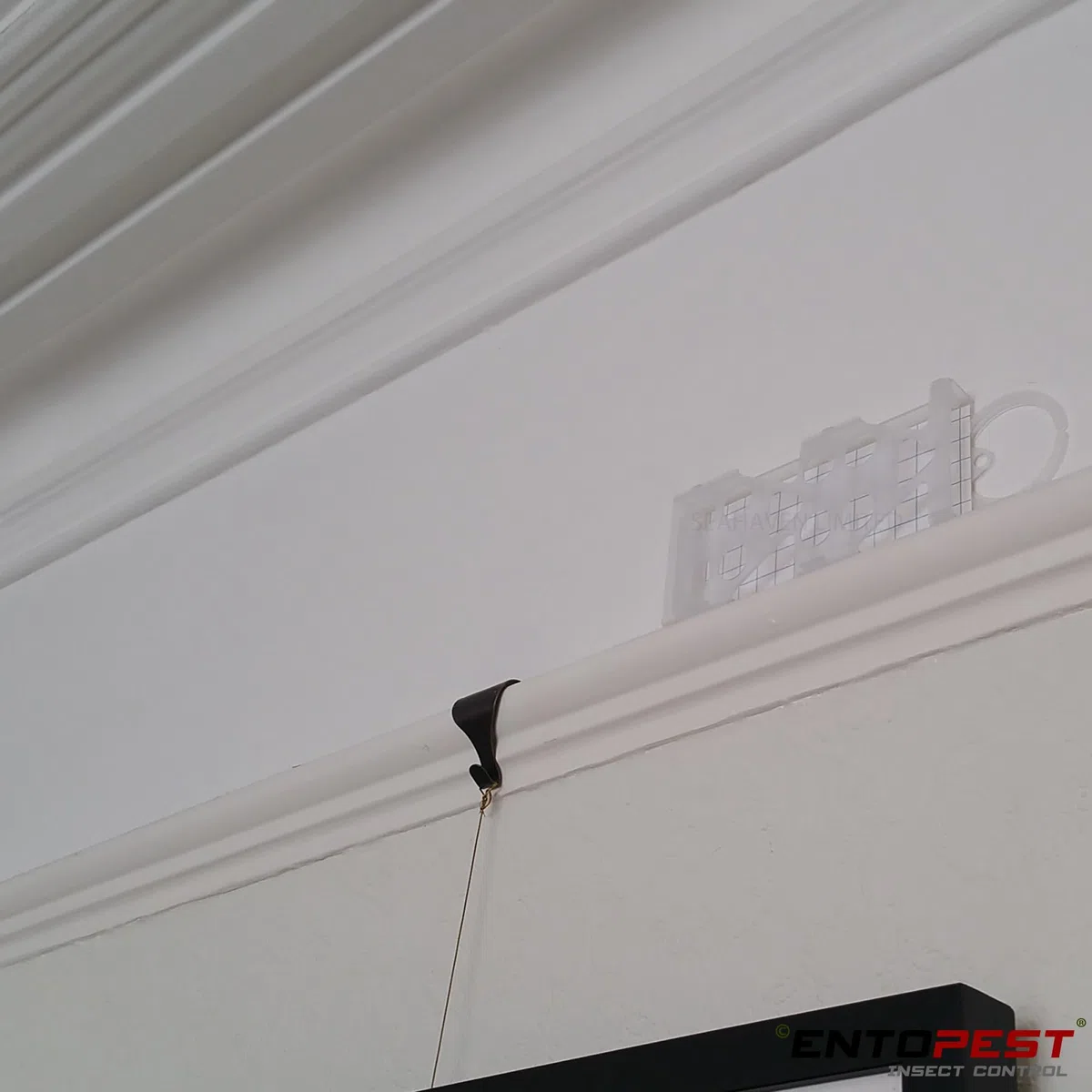 EntopeTraitement antimites Entopest | 10 recharges et 5 Supports réutilisables | Traitement antimites pour garderobe | Bandes antimites | Pastilles adhésives antimites | Pièges à Mites à phéromones