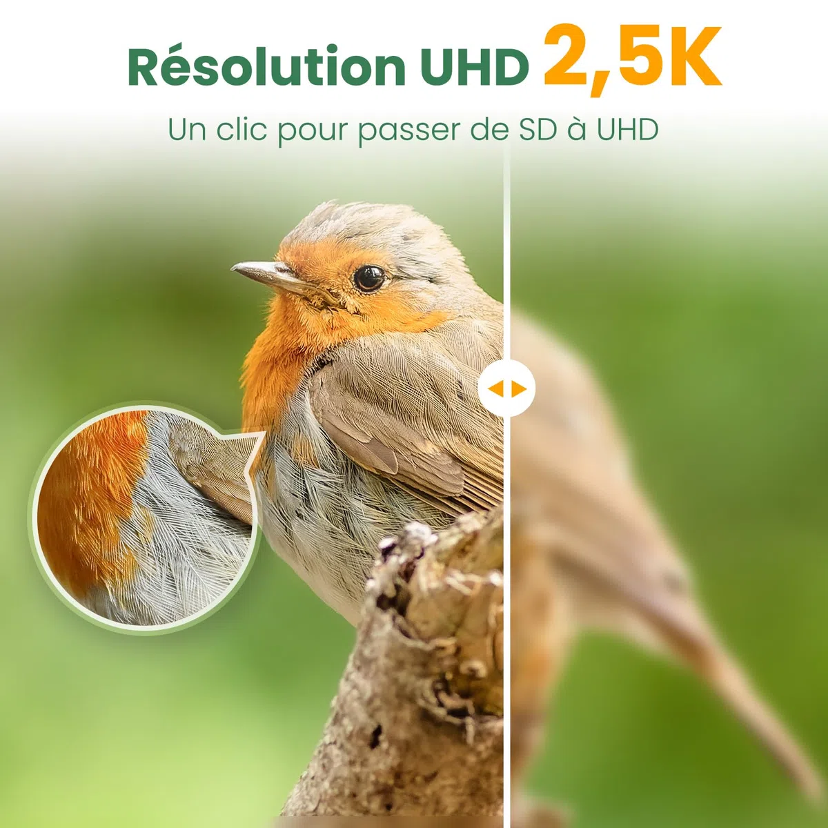 Mangeoire Oiseaux Caméra, Bambou Panneau Solaire | UHD 2,5K Identification IA, Vidéos Photos Temps Réel, sans Fil Extérieur, Déco Jardin pour Amateurs Ornithologie
