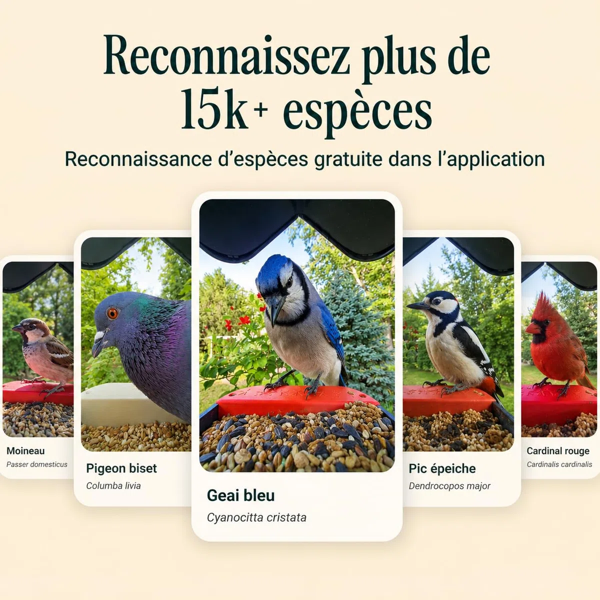 Birdbuddy Pro Mangeoire à Oiseaux Intelligente Solaire avec caméra, Identification des espèces à l’IA, Photos 5 MP, caméra vidéo 2K Ultra en Direct, vidéo au ralenti, Mise au Point de 6,6 cm, Bleu